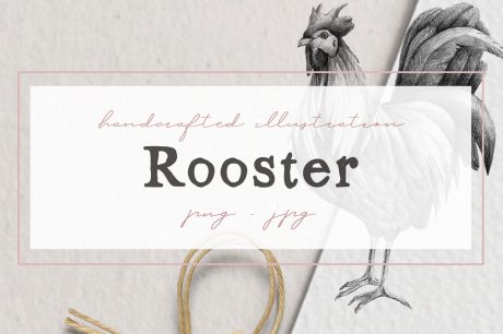 Hand drawn Rooster Illustration