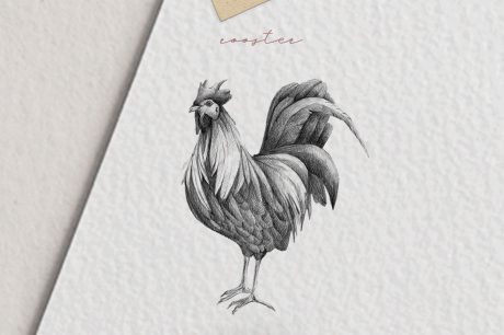 Hand drawn Rooster Illustration