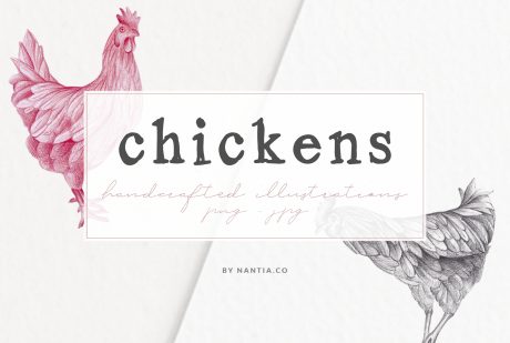 Hand drawn Chicken Illustrations