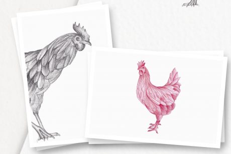 Hand drawn Chicken Illustrations