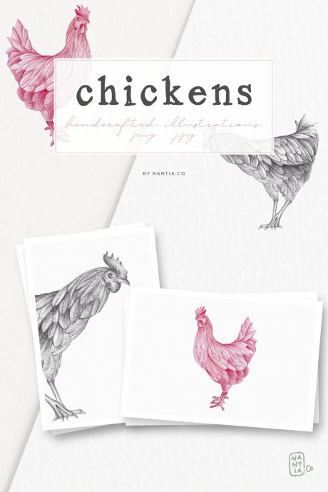 Hand drawn Chicken Illustrations