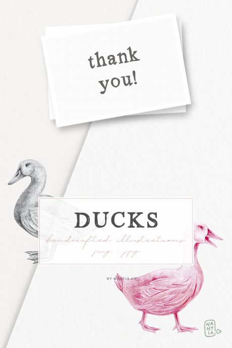 Hand drawn Ducks Illustrations