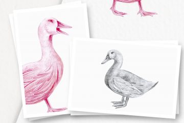 Hand drawn Ducks Illustrations