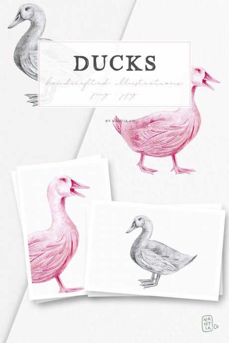 Hand drawn Ducks Illustrations