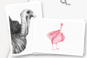 Hand drawn Turkeys Illustrations