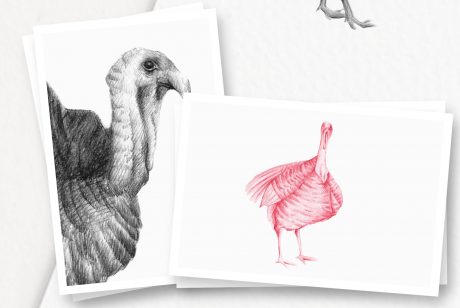 Hand drawn Turkeys Illustrations