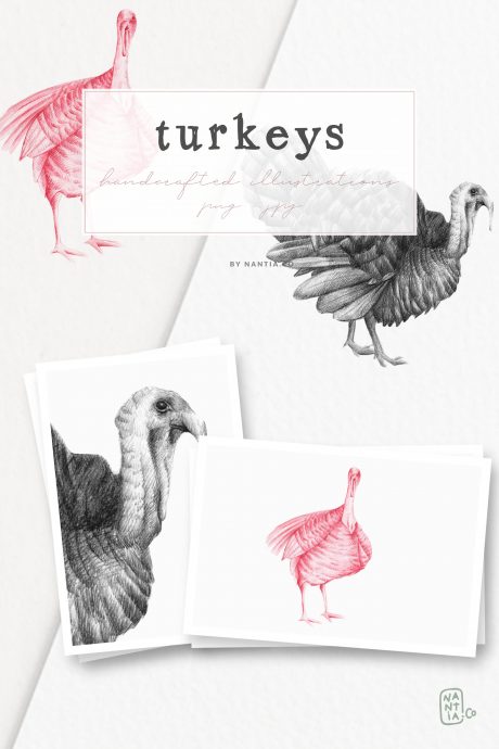 Hand drawn Turkeys Illustrations