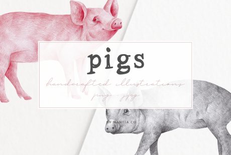 Hand drawn Pigs Illustrations