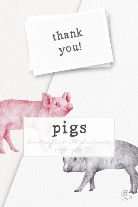 Hand drawn Pigs Illustrations