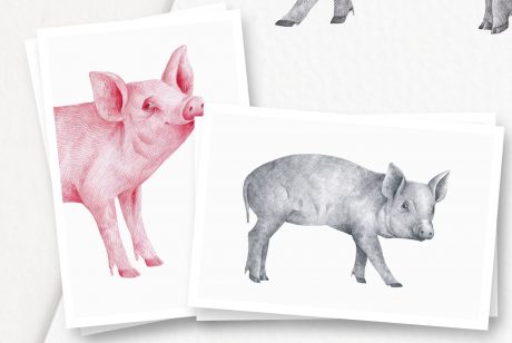 Hand drawn Pigs Illustrations