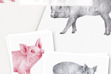 Hand drawn Pigs Illustrations