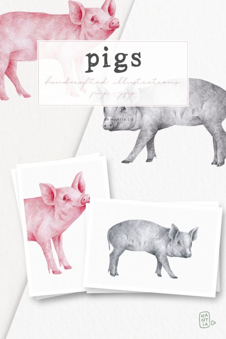 Hand drawn Pigs Illustrations