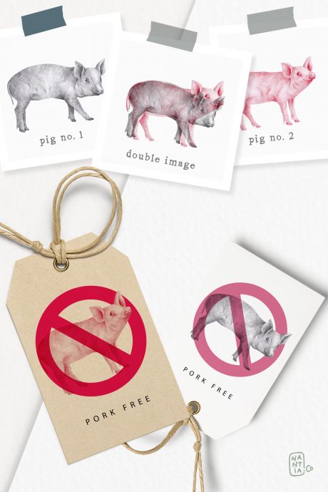 Hand drawn Pigs Illustrations