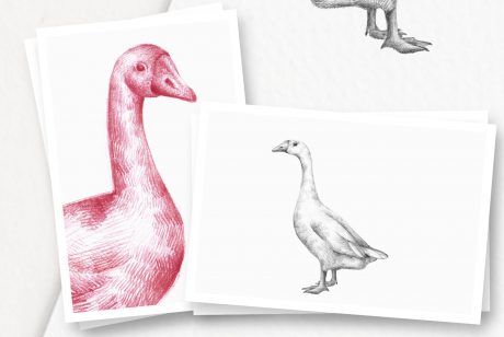 Hand drawn Geese Illustrations
