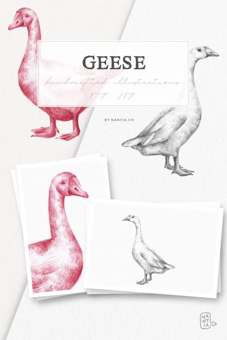 Hand drawn Geese Illustrations