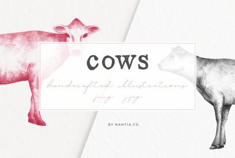 Hand drawn Cow Illustrations