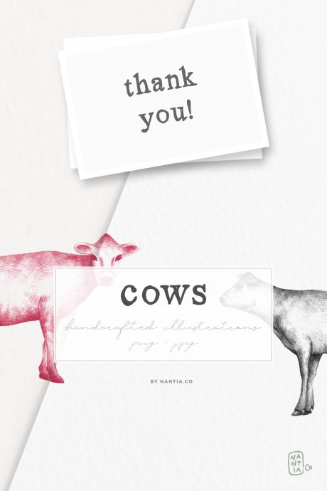 Hand drawn Cow Illustrations