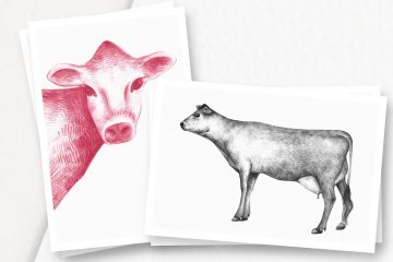Hand drawn Cow Illustrations