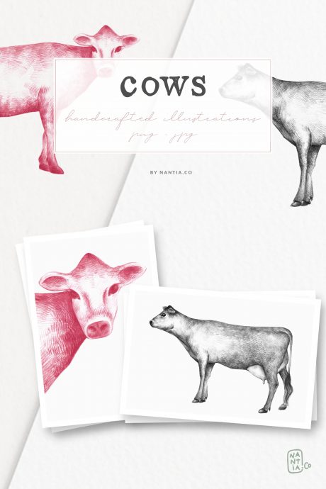 Hand drawn Cow Illustrations