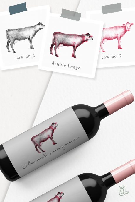 Hand drawn Cow Illustrations